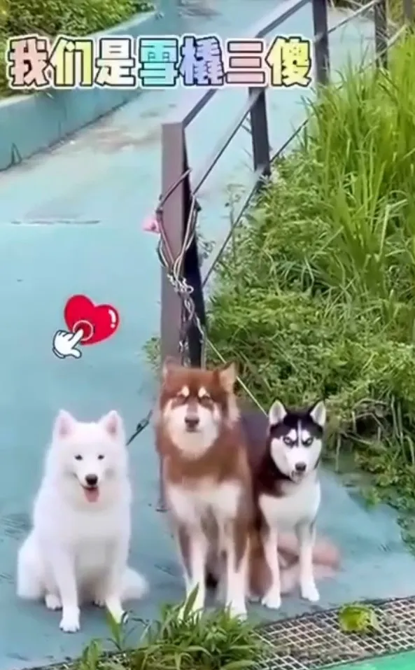 阿拉斯加犬、哈士奇、薩摩耶犬雪橇三傻。IG @petsis_high 提供