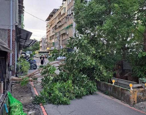 小犬襲台!桃園樹倒水塔飛 波麗士東奔西走即刻排除