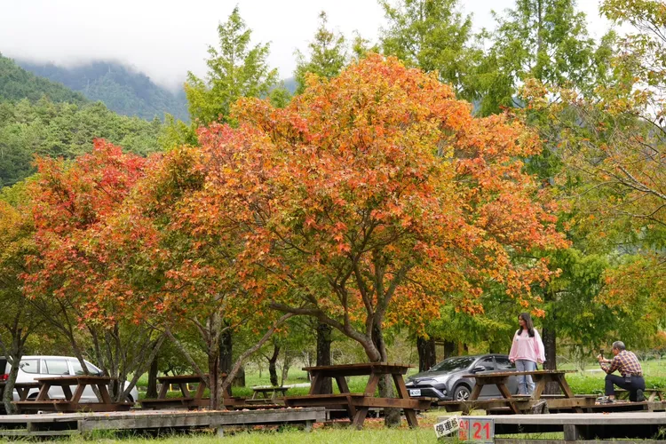 武陵農場楓紅漸層繽紛，吸引遊人佇足賞景。武陵農場提供