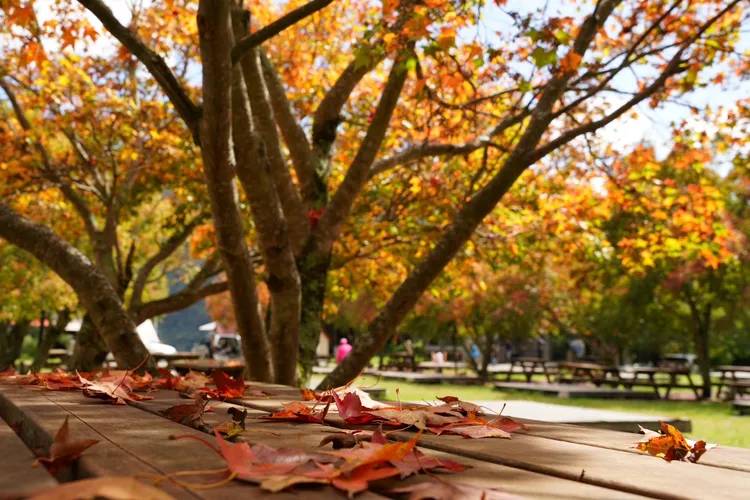 武陵農場預估最佳賞楓期則約在11月中旬左右。武陵農場提供