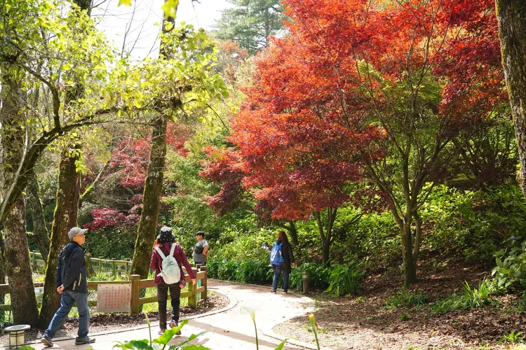 福壽山農場提醒，現在山區夜間溫度已經降到10度C以下，來上山賞楓務必穿著保暖衣物。翻攝福壽山農場臉書