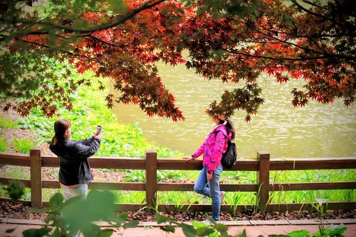 賞楓不必出國!台中武陵、福壽山楓紅爆發 最佳觀賞期出爐