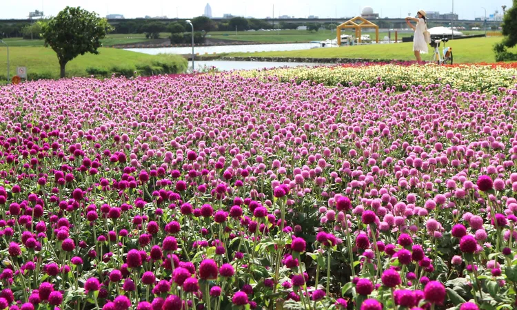 臺北市河濱賞花地圖：網址 https://reurl.cc/A0yMM8

▓《美堤河濱公園花海》怎麼走 

GOOGLE地圖搜尋「美堤河濱公園兒童遊戲場」 (PLUS CODE：3HG4+GG 中山區 台北市)

▓公車
搭乘42(含區間車)、72、208、268、645(含副線)、棕20、紅3(含區間車)、綠16、藍20區間車、藍26，至「大直美堤花園三」站下車，沿樂群二路轉至敬業三路，往河堤直行到底，即進入美堤河濱公園，往上游方向約300公尺，可見美堤河濱花海。

▓捷運