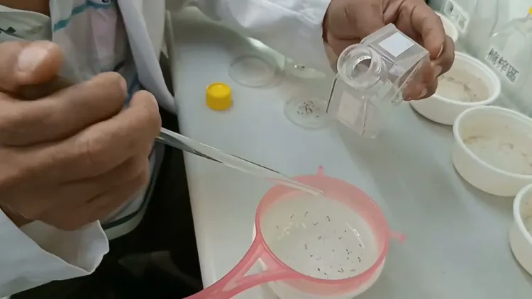 研究人員以顯微鏡鑑別幼蟲形態及性別。衛生局提供