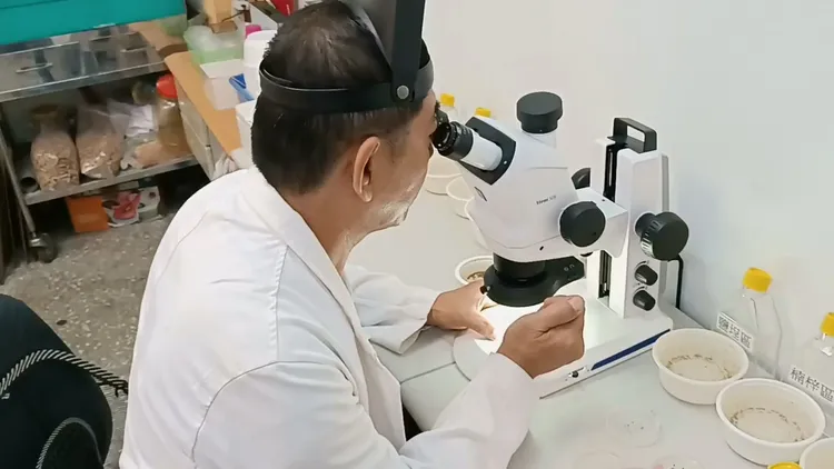 研究人員顯微鏡鑑別幼蟲形態及性別。衛生局提供