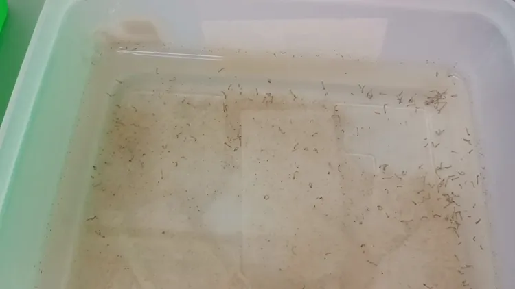 孑孓養育箱。衛生局提供