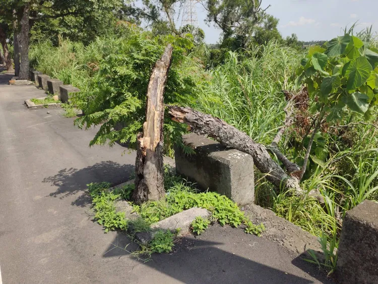 楊梅路樹腐爛倒塌。市議員周玉琴提供