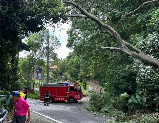 避免路樹傾倒傷人重演 桃園藍營議員籲市府把「這業務」回歸里長
