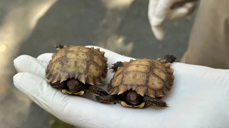 兩隻麒麟幼龜頭好壯壯。台北動物園提供