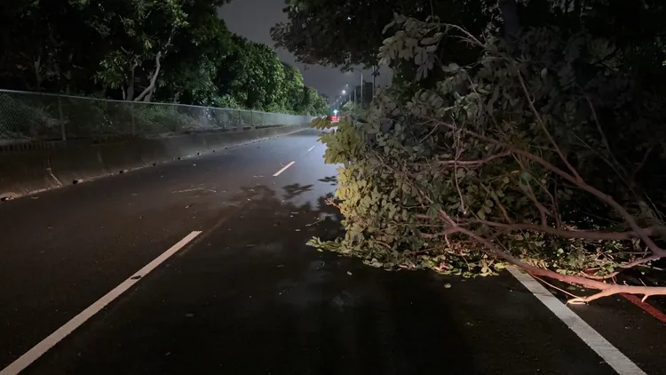 永康大樹傾倒。警方提供