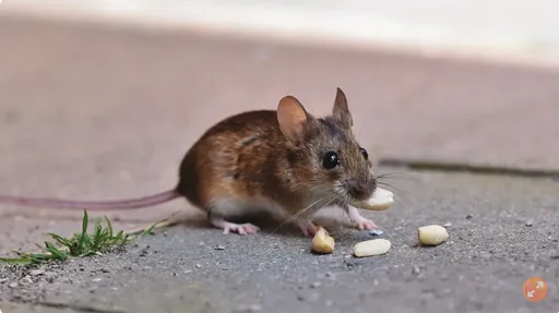 新北夫妻全身發癢紅腫！檢查水塔驚見「藍綠懸浮物」　真相超可怕