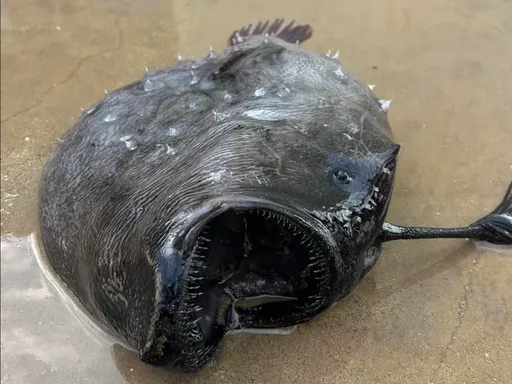 極罕見深海魚屍沖上岸 外皮帶刺滿口細牙