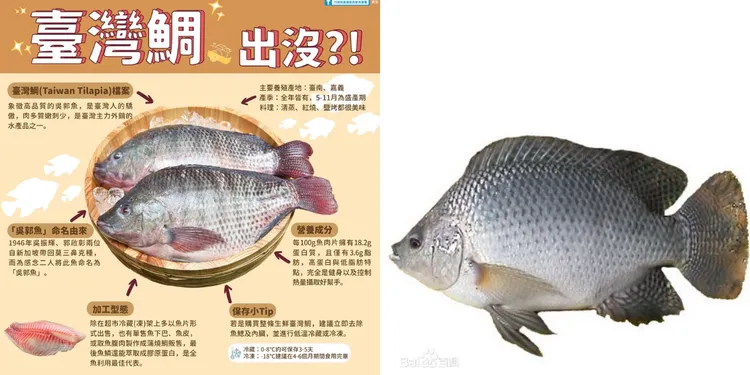 中國百度百科的「羅非魚」照片（右圖，翻攝百度百科）與台灣農業部漁業署臉書的台灣鯛（左圖，翻攝台灣農業部漁業署臉書）。