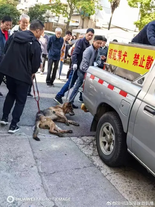 中國已成殺狗地獄!各地頻傳虐殺寵物犬慘事