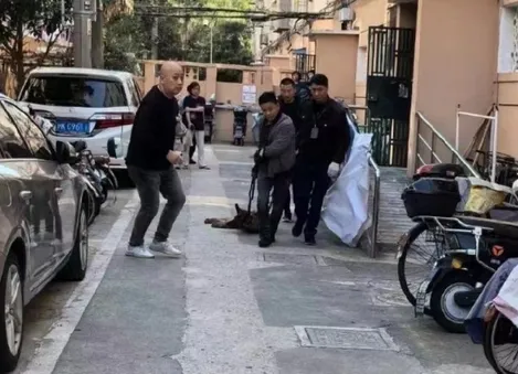 中國殺狗執法粗暴，引發批評。翻攝微博