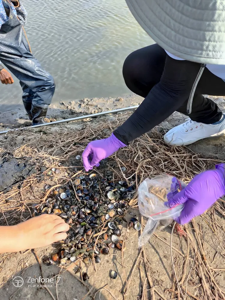 專家研判因鹽度偏高造成文蛤體弱。市府提供