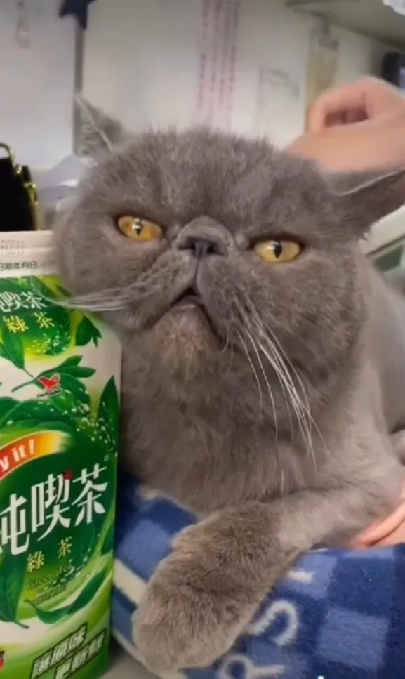 藍貓並非指牠身上的顏色，只是因為牠出生的地方藍天使港灣的藍色。TikTok@powpowqqplus 提供