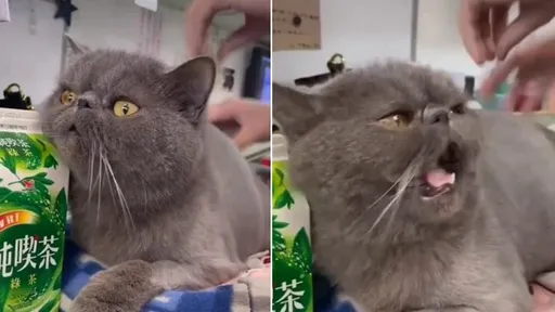 抓龍抓不停是抓三小 喵店長這回真怒了