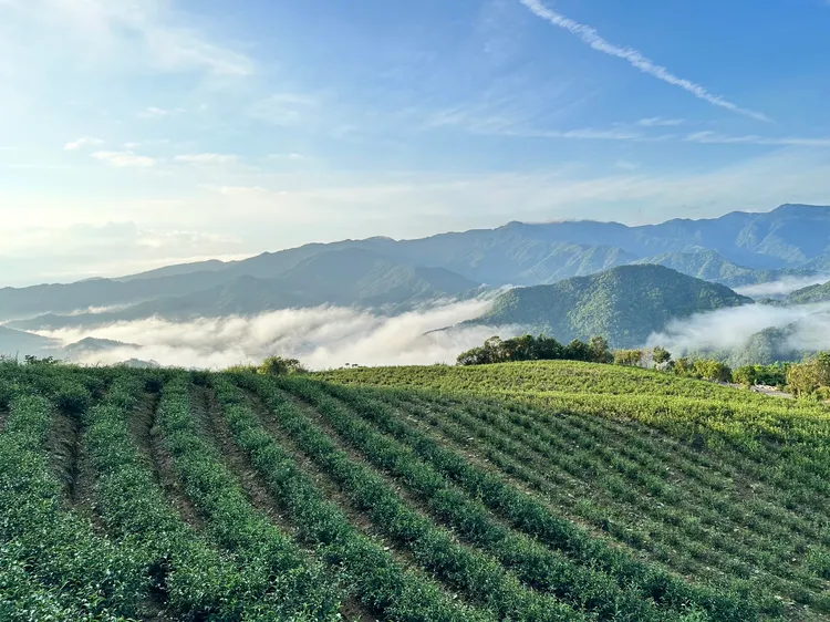 新北市永續農業運銷合作社將在以茶葉為主作物的坪林地區設有機村，先推有機茶轉型。圖片來源：朱水源提供