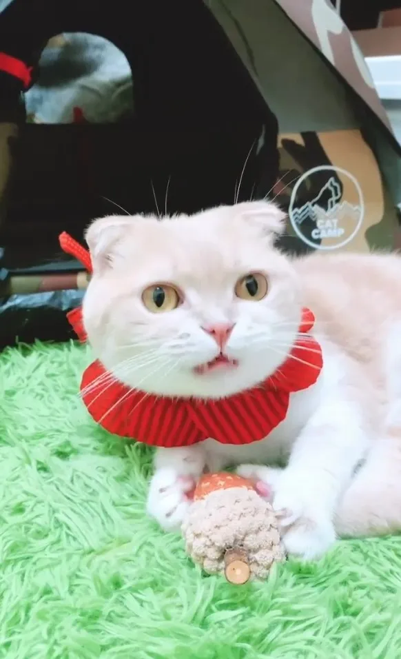 您好~我叫凹凹新玩具橡子。IG @lachahua.cat 提供