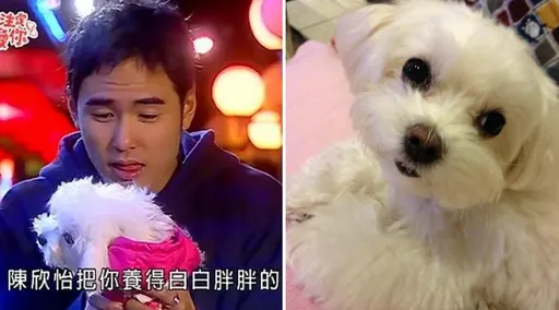 《命中注定我愛你》紀寶貝活了16載今早過世!戲迷不捨「回到汪星也要幸福噢」