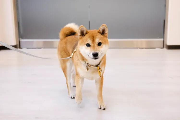 忠二路派出所可愛警犬「Q寶」首度上節目。市府提供