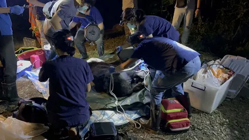 台湾黑熊闯工寮躺床 削瘦身躯「四肢抽搐」死亡
