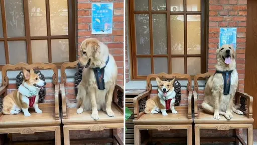 去寵物餐廳交狗友　當柯基遇上黃金獵犬....