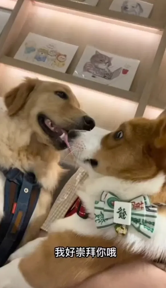 借位親吻,柯基也驚了。TikTok@chinchin_hihi 提供
