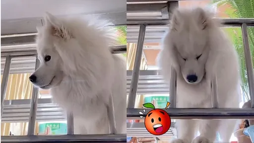 我進去了我又出來了!「狗界方唐鏡」還補這聲太囂張