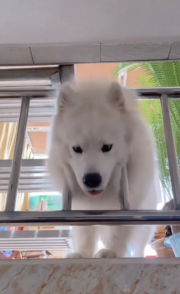 薩摩耶犬是狐狸犬,溫和的個性也被稱為「微笑天使」,排名智商33名 。IG @petsis_high 提供