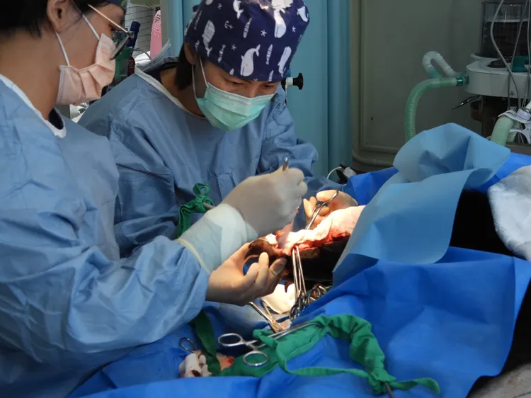 野灣野生動物醫院是花東地區第一，也是唯一非營利的野生動物醫院