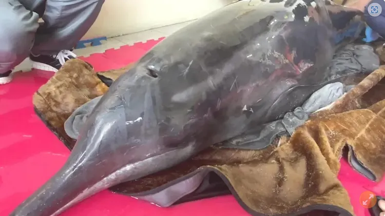 2022/12/16在基隆石門區老梅沙灘上擱淺的糙齒海豚。資料畫面