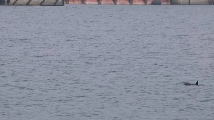 海保署巡查員10月8日於79-81碼頭區域觀測到確有海豚游進高雄港。海保署提供