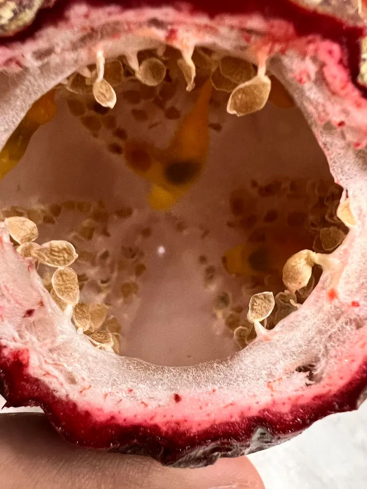 買到中空百香果，讓原PO相當不解。翻攝自臉書「Costco好市多 商品經驗老實說」