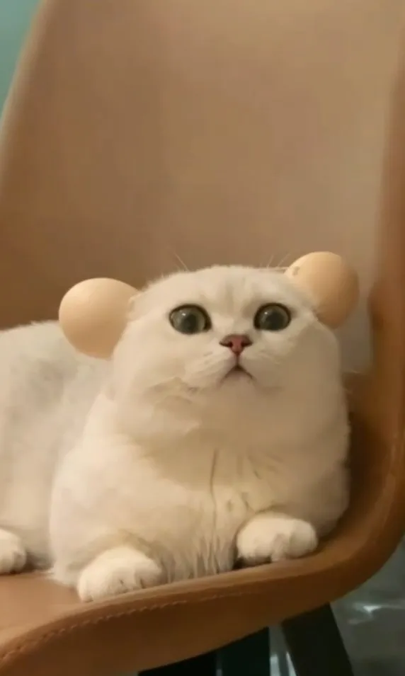 用蛋殼做出全罩式貓耳機。IG @7sins46 提供