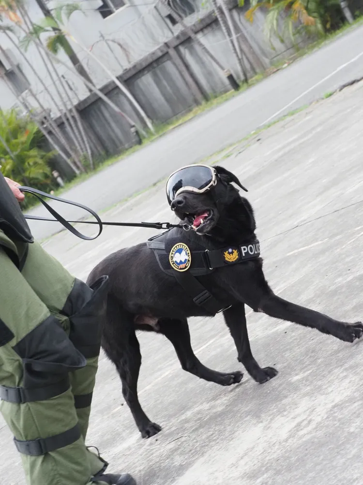 弟弟Quinton。翻攝畫面