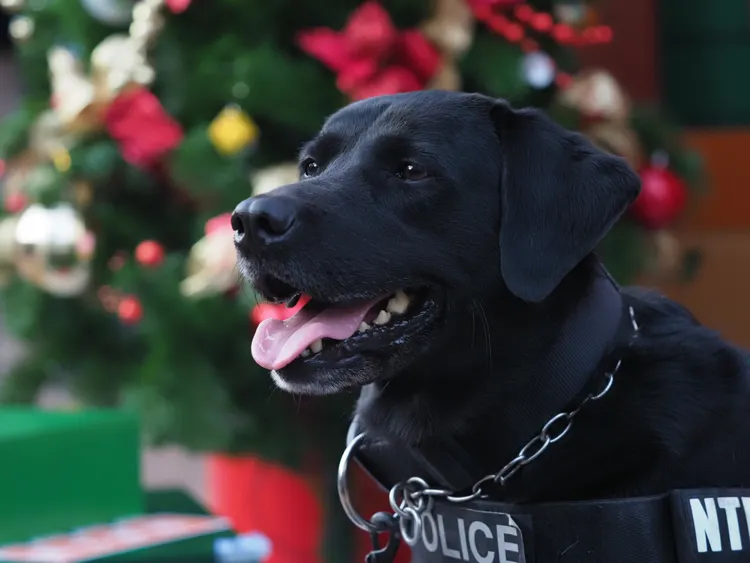 弟弟Quinton是偵爆犬。翻攝畫面