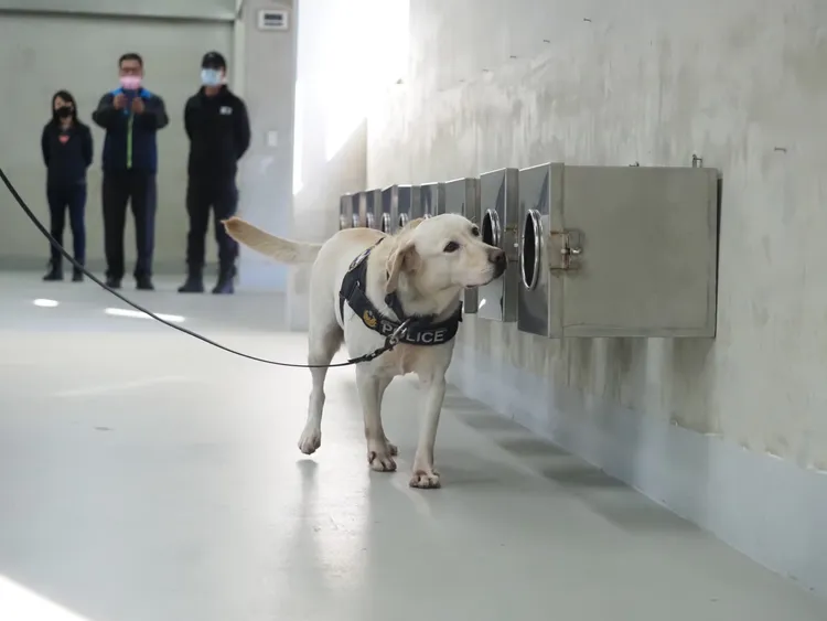 Quiana。翻攝畫面