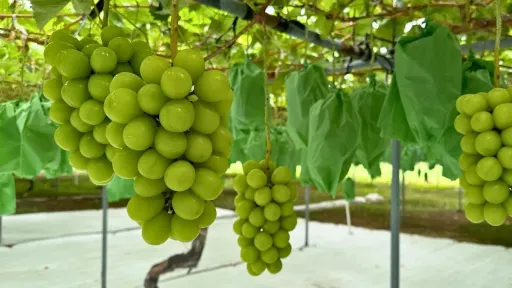 岡山晴王麝香葡萄口感曝光!女星:根本不是葡萄 吃過的網友也點頭