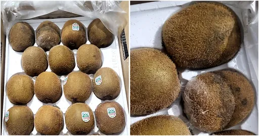 好市多買到發霉奇異果　網友教一招保證不會買到爛果