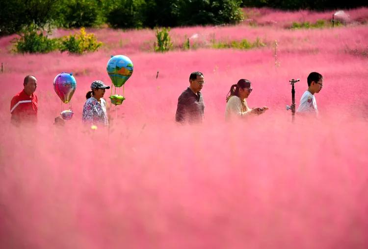 山東省棗莊市鳳鳴公園粉黛花海。新華社