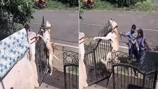 動物訓練中心「吊殺顧客愛犬」　兇殘手段曝光！刪監視器假裝沒畫面破功