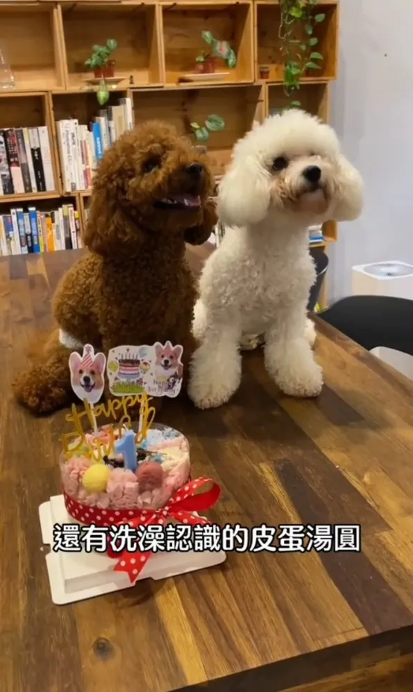 貴賓狗智商排行榜第二，僅次於邊境牧羊犬。TikTok@chinchin_hihi 提供