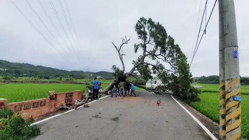 苗栗「金城武樹」倒了！　小犬摧毀西湖打卡熱點