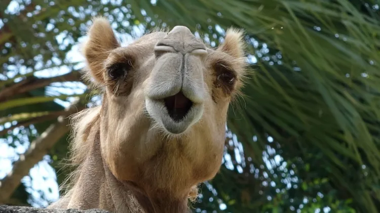 單峰駱駝。動物園提供