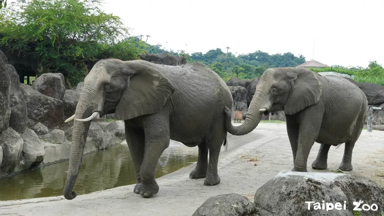 非洲象。動物園提供