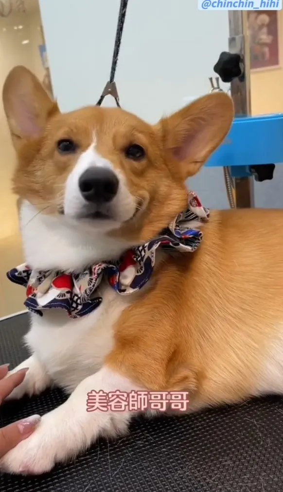 柯基(corgi)呆萌臉,身長但腿很短,圓滾滾屁股,走起路來非常可愛。TikTok@chinchin_hihi 提供