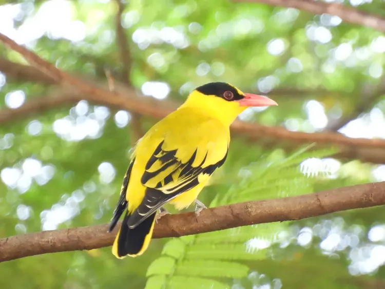保育類黃鸝在球場出現機會是台灣最高。高雄鳥會楊振榮提供