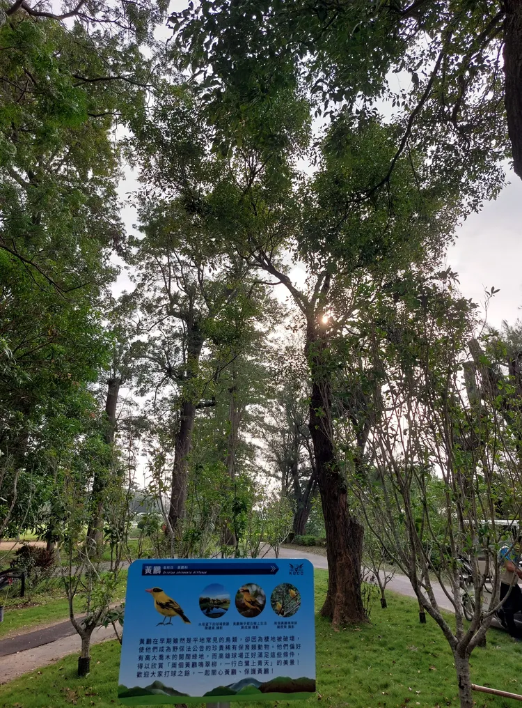 球場大樹多，是黃鸝最愛棲地。凃建豐攝